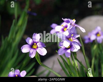 Sisyrinchium angustifolium 'Schmalblättriges Blauäugegras' Familie Iridaceen; Wassertröpfchen, Garten, Steingut Stockfoto