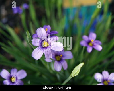 Sisyrinchium angustifolium 'Schmalblättriges Blauäugegras' Familie Iridaceen; Wassertröpfchen, Garten, Steingut Stockfoto