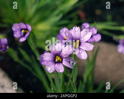 Sisyrinchium angustifolium 'Schmalblättriges Blauäugegras' Familie Iridaceen; Wassertröpfchen, Garten, Steingut Stockfoto