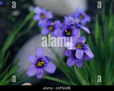 Sisyrinchium angustifolium 'Schmalblättriges Blauäugegras' Familie Iridaceen; Wassertröpfchen, Garten, Steingut Stockfoto