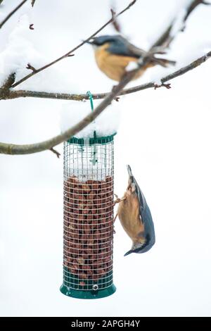 Zwei Nacktschatzen fressen im Schnee, hängen im Winter an einem Baum Stockfoto