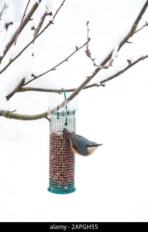 Ein Nackthaar, der sich an einem Vogelfutter im Schnee ernährt und im Winter an einem Baum hängt Stockfoto