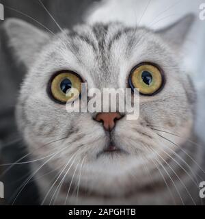 Überraschte gestreifte Katze schaut direkt in die Kamera und schnüffelt sich an der Nase. Porträt des Kopfes einer Katze Nahaufnahme, Fischauge Stockfoto