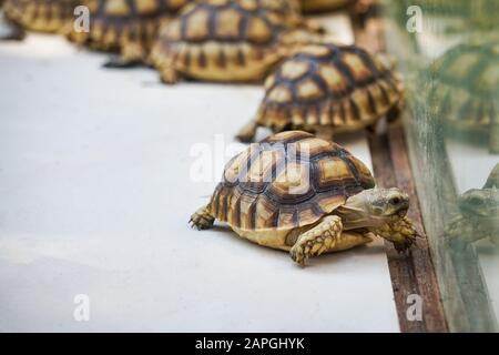 Afrikanische Schildkröte, die auf dem Bauernhof spurrte/Schildkröte Naht Stockfoto
