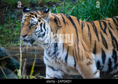 Nahaufnahme eines gestreiften Tigers mit grünem Gras Und melden Sie sich im Hintergrund an Stockfoto