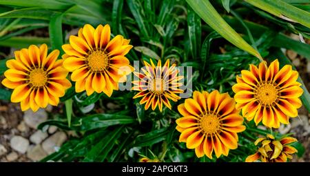 Flacher Blick auf die leuchtend goldenen Blumen von Garzania Rigens, alias Schatzblume, die eine in Südafrika heimische, in Gänseblümchen eingeborene Blume sind. Stockfoto