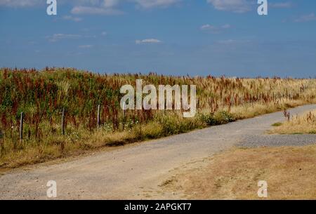 Ein Pfad neben den Feldern im Medmerry Nature Reserve, einem Hochwasserschutzsystem der Umweltbehörde in Sidlesham, West Sussex, England. Stockfoto