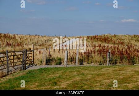 Robustes, bewaldetes Tor und Zaun, Fußweg & Felder im Medmerry Nature Reserve, einem Hochwasserschutzkonzept der Umweltbehörde, Sidlesham, West Sussex, Großbritannien Stockfoto