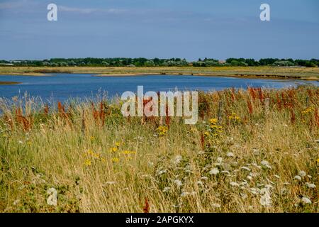 Teich & Wildgräser im Medmerry Nature Reserve, einem Hochwasserschutzsystem der Umweltbehörde in Sidlesham, West Sussex, England. Stockfoto