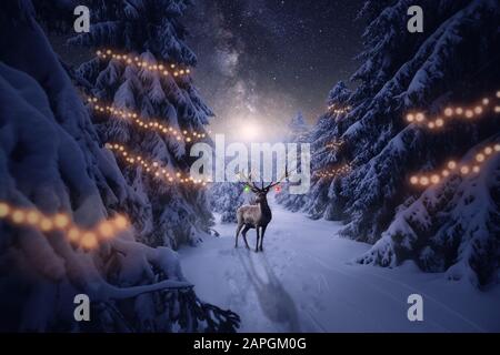 Ein Hirsch mit Weihnachtsschmuck steht im Winterwald Stockfoto