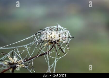 Spinnennetz auf Gras mit Wassertropfen. Nahaufnahme. Stockfoto