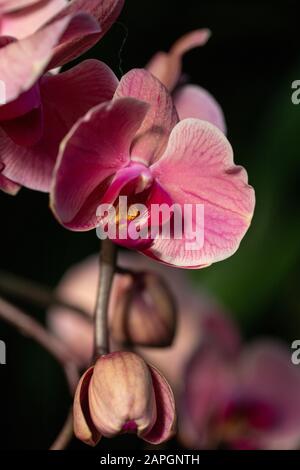 Eine rosafarbene Orchideenblume im Princess of Wales Conservatory in kew Gardens, London, Großbritannien - eine Nahaufnahme Stockfoto