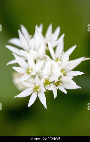 Kleine weiße Blumen mit pointierten Kronblättern im Frühjahr im Kew Garden, London, Großbritannien - eine Nahaufnahme Stockfoto