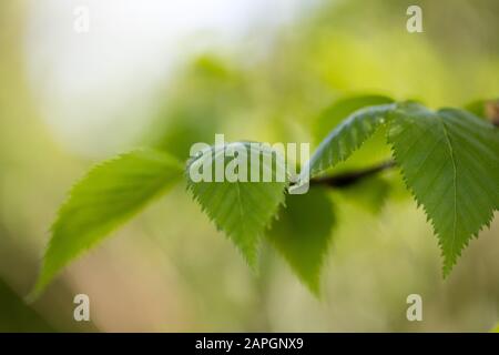 Grüne Birke verlässt im Frühjahr in sanftem Licht in Kew Gardens, London, Großbritannien - eine Nahaufnahme Stockfoto