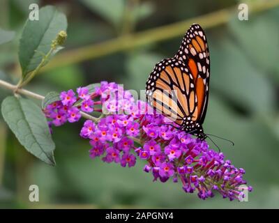 Monarch Butterfly on Purple Butterfly Bush Bloom mit Grünem Blatthintergrund Stockfoto