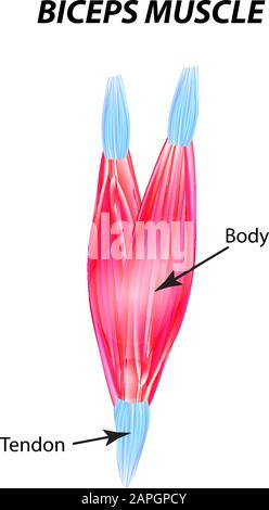 Die Struktur der Skelettmuskulatur. Musculus biceps. Sehne. Infografiken. Vektordarstellung auf isoliertem Hintergrund. Stock Vektor