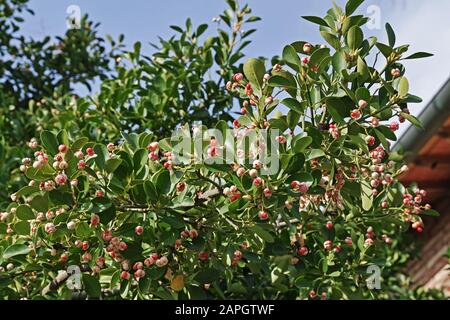 Laub und Früchte mit Samen immergrüner Spindel, Euonymus japonikus, Celastraceen Stockfoto