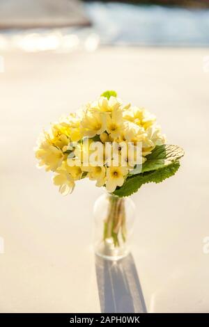 Osterkonzept. Blumenstrauß aus Primrose Primula mit gelben Blumen in Glasvase auf weißer Kulisse. Inspirierender, natürlicher Blumenfrühling oder sommerlicher Blähungshintergrund. Kopierbereich Stockfoto