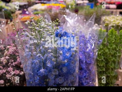 Brötchen, wenn Delfinien auf dem New Covent Garden Flower Market, London, Großbritannien Stockfoto