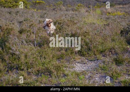 Ein glücklicher Cockapoo-Hund, der durch Heidekraut auf dem Land läuft und einen großen Stock im Mund trägt und FETCH spielt. Sandig gefärbte lange Haare (Aprikose / Stockfoto