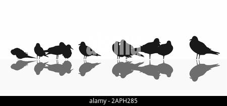 Möwe mischte Kolonie, Silhouetten auf Weiß Stock Vektor
