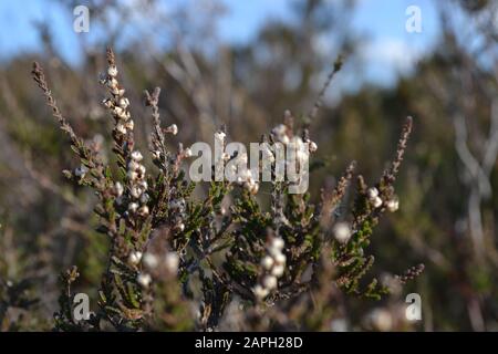 Die hübschen, zarten weißen oder hellrosafarbenen Blumen und rauhen grünen, braunen und violetten Blätter auf einem Gestrüpp aus Grau oder Lling (Calluna vulgaris) wachsenden Wil Stockfoto