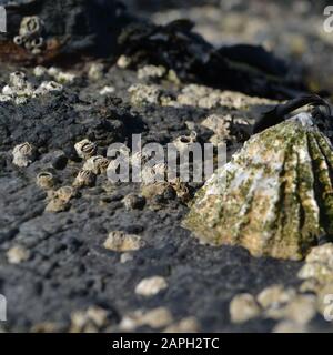 Geclusterte Barnacles und ein großer Schwemmkegel, der fest an einem schwarzen/grauen Felsen befestigt ist, aus dem Wasser heraus und in der Sonne am Meeresufer Stockfoto