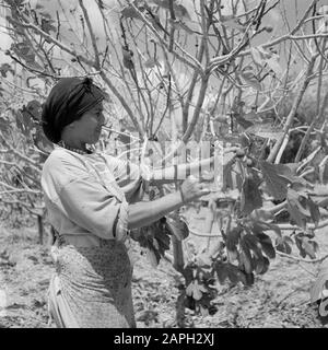 Israel 1964-1965: Daliyat al-Karmel (Dalya el Carmel), Straßenbilder Beschreibung: Daliya al-Carmel. Eine Daliyat al-Carmel ist eine Druscherin in der Nähe einer Buschnotation: Daliyat al-Carmel ist ein Drusian Dorf und Gemeinde im nördlichen Bezirk Israels, etwa 20 Kilometer von Haifa Datum: 1964 Ort: Daliyat Al-Carmel, Israel Schlüsselwörter: Dorfstatuen, Esel, Zucken, Feigen, Häuser Stockfoto