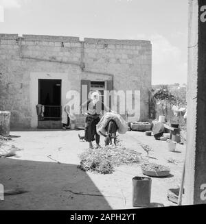 Israel 1964-1965: Daliyat al-Karmel (Dalya el Carmel), Straßenbilder Beschreibung: Daliya al-Carmel. Blick auf das Dorf: Ein Druschmann, der einen Esel füttert. Im Hintergrund zwei Frauen bei der Arbeit Anmerkung: Daliyat al-Carmel ist ein Drusian Dorf und Gemeinde im nördlichen Distrikt Israels, etwa 20 Kilometer von Haifa entfernt Datum: 1964 Ort: Daliyat Al-Karmel, Israel Schlüsselwörter: Dorfbilder, Esel, Wohnungen Stockfoto