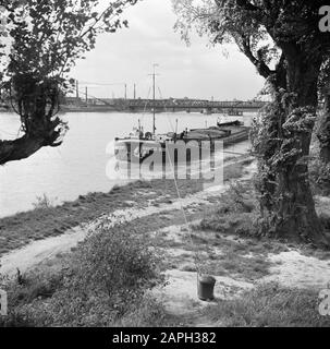 Rheinnavigation, Bericht über Wohnen und Arbeiten an Bord eines Rheinschiffs Beschreibung: Damco 230 vor der Brücke Kehl - Straßburg angedockt Datum: 1. April 1955 Standort: Deutschland, Kehl, Westdeutschland Schlagwörter: Lastkähne, Brücken, Flüsse Stockfoto