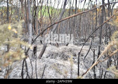 Die Szene nach einem Brand in Heide oder Niederwald: Büsche, kleine Bäume, Gras, kleine Pflanzen, Gestrüpp, Unterholz brannten alle. Schwarze Baumstämme und BH Stockfoto
