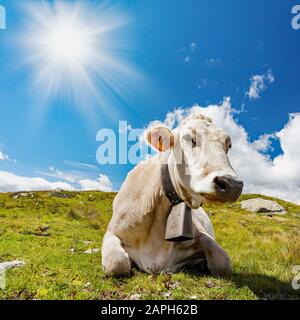 Kuh auf der Alm Stockfoto