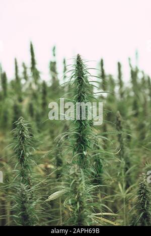 Landwirtschaftliche industrielle Hanfanlage auf der Feldfarmplantage Stockfoto