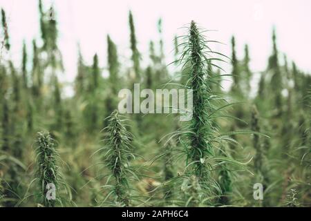 Industrielle Hanfanlage auf der Feldfarm-Plantage Stockfoto