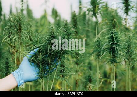 Wissenschaftler zeigen Hanfpflanzen mit Samen für Öl auf dem landwirtschaftlichen Feld Stockfoto