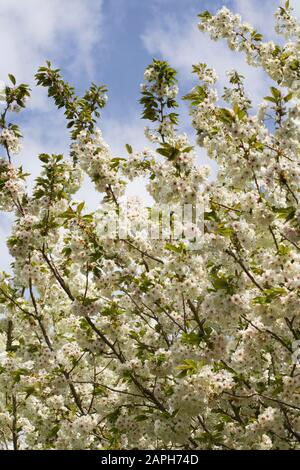 Prunus 'Ukon' Blüte. Japanese flowering cherry tree. Stockfoto