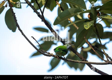 Orangefarbenes Leafbird im Tai Po Kau Nature Trail, Hongkong (Formeller Name: Chloropsis hardwickii), weiblich Stockfoto