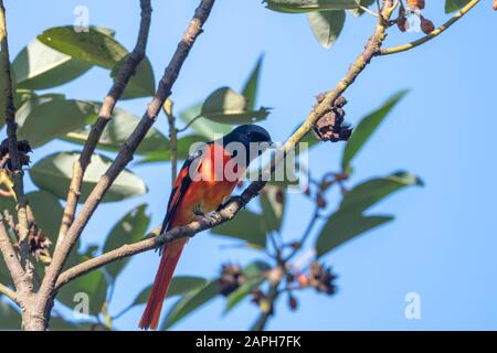 Scarlet Minivet im Tai Po Kau Nature Trail, Hongkong (Formaler Name: Pericrocotus flammeus), männlich Stockfoto