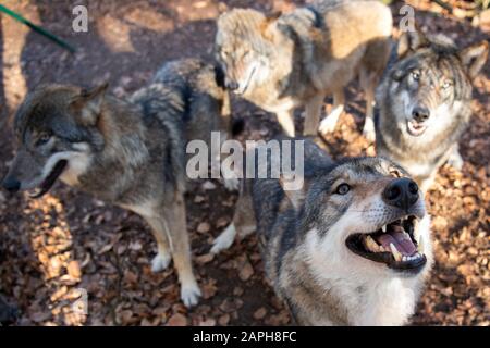 Januar 2020, Brandenburg, Neuruppin/Ot Gühlen-Glienicke: Wölfe stehen im Zoo Kunsterspring. Das Wolfsrudel im Gehege besteht derzeit aus fünf Tieren, die von Hand angehoben wurden. Im Zoo im Landkreis Ostprignitz-Ruppin leben heute mehr als 500 Tiere und etwa 90 verschiedene Arten. Foto: Soeren Stache / dpa-Zentralbild / ZB Stockfoto