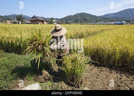Reisernte im Dorf Slow City Samjicheon, Changpyeong, Jeollanam-do, Korea Stockfoto