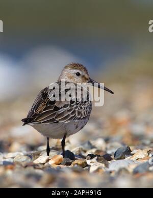 Dunlin, Calidris alpina, Blick über die Schulter an einem Schindelstrand, neugierig auf die Kamera. Als Sea Mouse bezeichnet. Aufgenommen bei Stanpit Marsh UK Stockfoto