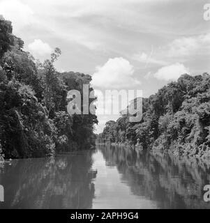 Reisen nach Suriname und die niederländischen Antillen Beschreibung: Der Fluss Coppename in Suriname Datum: 1947 Ort: Suriname Schlüsselwörter: Dschungel, Flüsse Stockfoto