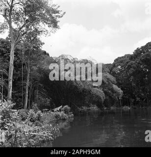 Reisen nach Suriname und die niederländischen Antillen Beschreibung: Der Fluss Coppename in Suriname Datum: 1947 Ort: Suriname Schlüsselwörter: Dschungel, Flüsse Stockfoto