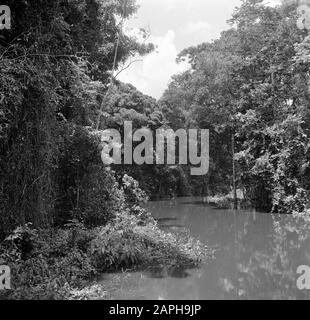 Reisen nach Suriname und die niederländischen Antillen Beschreibung: Der Fluss Coppename in Suriname Datum: 1947 Ort: Suriname Schlüsselwörter: Dschungel, Flüsse Stockfoto