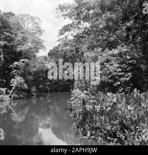 Reise nach Suriname und die niederländischen Antillen Beschreibung: Der Fluss Coppename in Suriname Datum: 1947 Ort: Suriname Schlüsselwörter: Dschungel, Dschungel, Flüsse Stockfoto