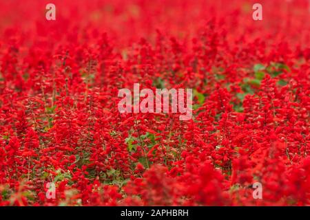 Narbensage (Salvia splendens), auch Tropensage genannt, rote Blumen in einem dichten Stand, Blumenmeer, Xinshe District, Taichung, Taiwan Stockfoto