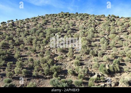 Großer Olivenhain an einem Hang in der Nähe von Porto in Portugal Stockfoto