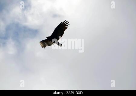 Putengeier in der Flugsilhouette Stockfoto