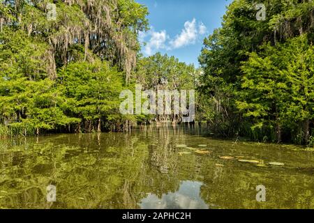 Blick auf die Bäume in den Sümpfen am Lake Martin, Louisiana, USA Stockfoto