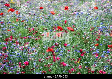 Rote blaue Blumen Wiese Rote Mohnblumen Feld gemischt blumig Blaues Feld Kornblumen Bachelors Buttons Centaurea Cyanus Juli Mischung Pflanzen blühenden Sommer Stockfoto